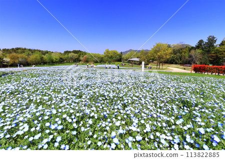 [香川縣] 春天國立贊岐萬野公園（Nemophila 場） 113822885