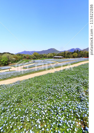 [香川縣] 春天國立贊岐萬野公園（Nemophila 場） 113822886
