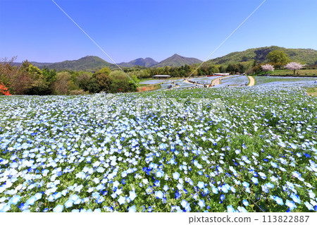 [香川縣] 春天國立贊岐萬野公園（Nemophila 場） 113822887