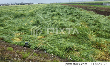 Wheat knocked down by strong winds Typhoon damage 1 113823126