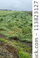 Wheat knocked down by strong winds Typhoon damage 2 113823127