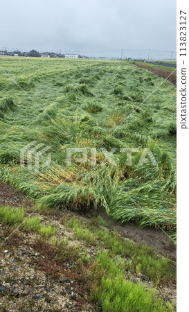 Wheat knocked down by strong winds Typhoon damage 2 113823127