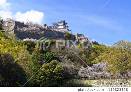 [香川縣]春天的丸龜城，從北側的內護城河可以看到櫻花 113823128
