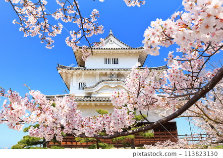 [Kagawa Prefecture] Marugame Castle in spring when cherry blossoms bloom (existing castle tower and stone wall famous castle) 113823130