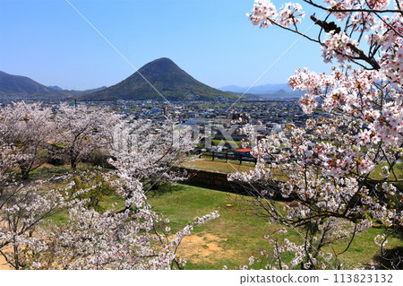 [Kagawa Prefecture] The cityscape of Marugame City and Mt. Iino (Sanuki Fuji) seen from Marugame Castle in the spring when cherry blossoms bloom 113823132