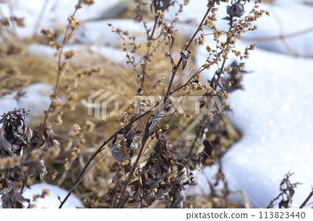 Dead mugwort in winter Dead mugwort in winter 113823440
