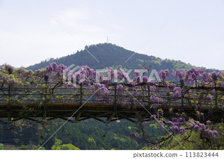 德島縣神山町鄉間交流公園的交流橋上盛開的紫藤花 德島縣神山町鄉間交流公園的交流橋上盛開的紫藤花 113823444