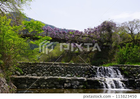 德島縣神山町鄉間交流公園的交流橋上盛開的紫藤花 113823450