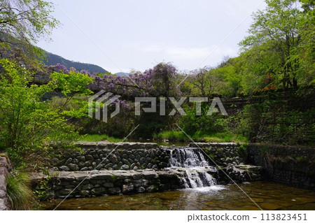 德島縣神山町鄉間交流公園的交流橋上盛開的紫藤花 德島縣神山町鄉間交流公園的交流橋上盛開的紫藤花 113823451