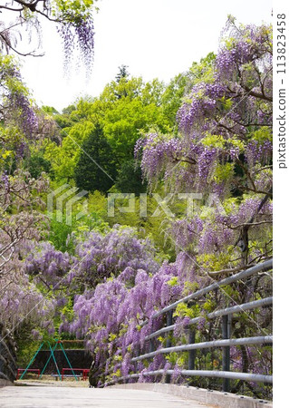 德島縣神山町鄉間交流公園的交流橋上盛開的紫藤花 113823458