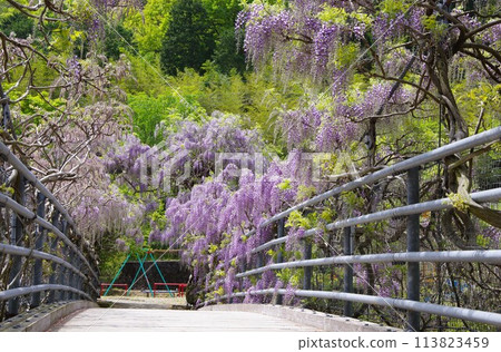 德島縣神山町鄉間交流公園的交流橋上盛開的紫藤花 113823459