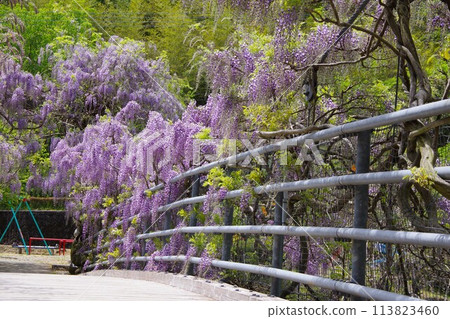 德島縣神山町鄉間交流公園的交流橋上盛開的紫藤花 113823460