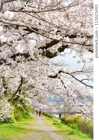 [Springtime Kyoto Tourism] Cherry Blossom Trees Along the Kamo River and Kamo River [Cherry Blossom Viewing on the Riverbank] 113823483