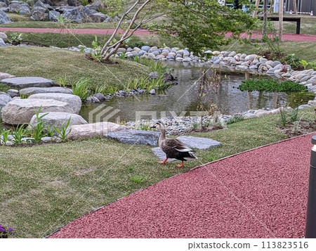 黑頭鷗和長尾tail來到了Inage海濱公園的池塘 黑頭鷗和長尾tail來到了Inage海濱公園的池塘 113823516