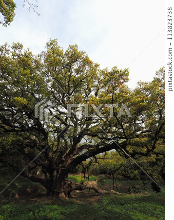 獅子島上的大樟樹【香川縣三豐市琢磨町（獅子島）】3 113823738