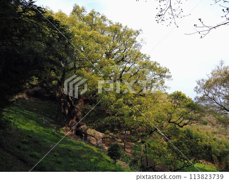 The Great Camphor Tree of Shishijima [Takuma Town, Mitoyo City, Kagawa Prefecture (Shishijima)] 12 113823739