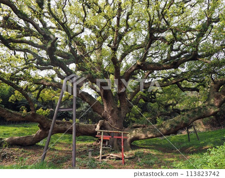 The Great Camphor Tree of Shishijima [Takuma Town, Mitoyo City, Kagawa Prefecture (Shishijima)] 9 113823742