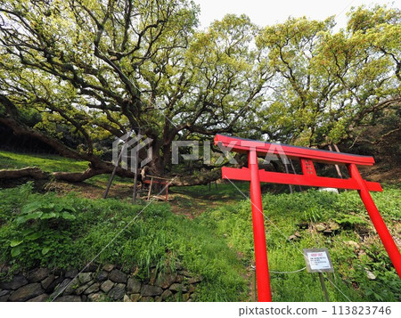 The Great Camphor Tree of Shishijima [Takuma Town, Mitoyo City, Kagawa Prefecture (Shishijima)] 6 113823746