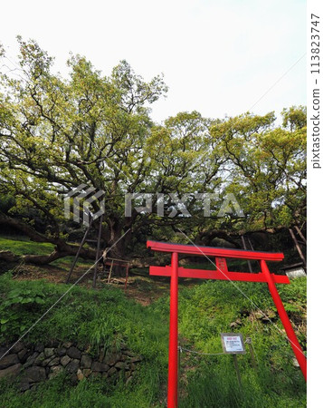 石島的大樟樹【香川縣三豐市琢磨町(石島)】5棵 石島的大樟樹【香川縣三豐市琢磨町(石島)】5棵 113823747