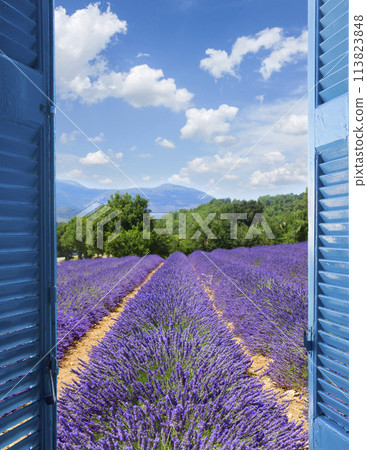 Lavender field 113823848
