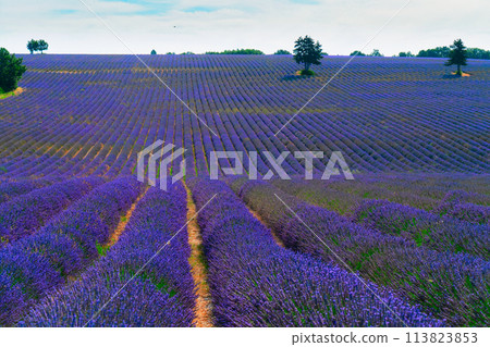 Lavender field at summer 113823853