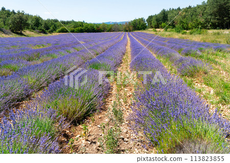 Lavender field at summer 113823855