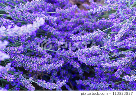 Lavender field at summer Lavender field at summer 113823857