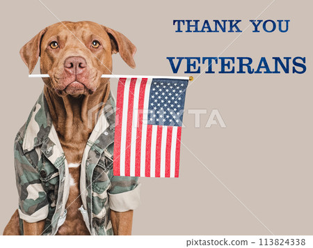 Memorial Day. Adorable dog and congratulatory inscription 113824338