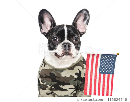 Adorable puppy dog, American Flag and military shirt Adorable puppy dog, American Flag and military shirt 113824346