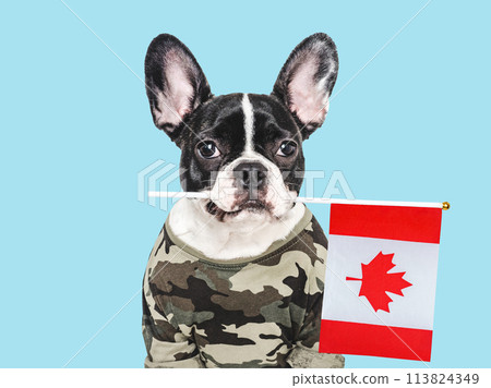 Adorable puppy dog, Canadian Flag and military shirt 113824349