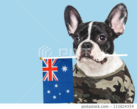 Cute brown puppy, military shirt and Australian Flag 113824354
