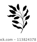 plant doodle, single plant silhouette isolated on white background 113824378