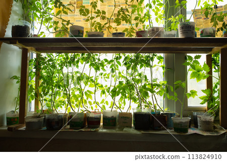 Tomato plants seedlings a lot on window sill on sunny spring day. Organic farming agriculture, eco friendly environment, sustainability. Growing organic vegetables, lifestyle. Tomato plants seedlings a lot on window sill on sunny spring day. Organic farming agriculture, eco friendly environment, sustainability. Growing organic vegetables, lifestyle. 113824910