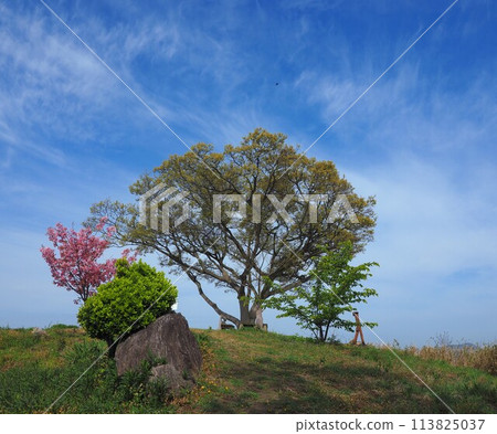 Yokoo-no-Tsuji (Takuma Town, Mitoyo City, Kagawa Prefecture (Shishijima Island)) Yokoo-no-Tsuji (Takuma Town, Mitoyo City, Kagawa Prefecture (Shishijima Island)) 113825037