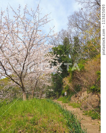 Cherry blossom scenery on Shishijima Island [Takuma Town, Mitoyo City, Kagawa Prefecture (Shishijima Island)] 3 113825093