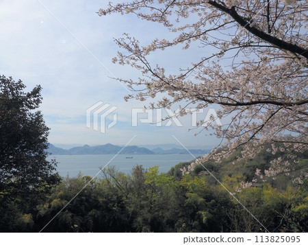 Cherry blossom scenery on Shishijima Island [Takuma Town, Mitoyo City, Kagawa Prefecture (Shishijima Island)] 113825095