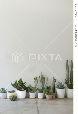 Shelf Filled With Various Types of Plants Shelf Filled With Various Types of Plants 113825463