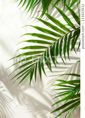Palm Leaves on White Background 113825612