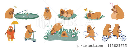 Fluffy copybaras have good time outdoors, fishing or swimming in swamp and sleeping lying on grass 113825735