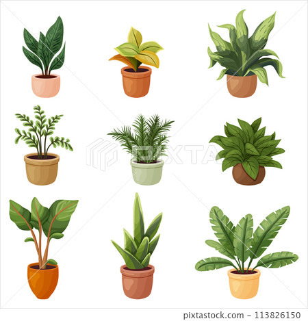 A set of potted indoor plants. Vector illustration on a transparent background A set of potted indoor plants. Vector illustration on a transparent background 113826150
