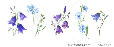 Blue chicory and campanula. Set of wild meadow flowers. Flower heads, bud, leaf. Cichorium and bell. Delicate intybus and harebell branches. Floral watercolor illustration. For medical design, package 113826676