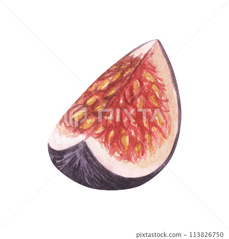 Fresh ripe purple fig fruit. Watercolor hand drawn illustration, isolated on white background. For cafe, packaging design Fresh ripe purple fig fruit. Watercolor hand drawn illustration, isolated on white background. For cafe, packaging design 113826750