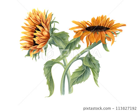 Bouquet with two beautiful sunflowers. Yellow orange summer flowers on stem with leaves. Flower head. Field wildflowers. Watercolor illustration for wedding and birthday design. Bouquet with two beautiful sunflowers. Yellow orange summer flowers on stem with leaves. Flower head. Field wildflowers. Watercolor illustration for wedding and birthday design. 113827192