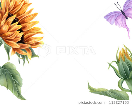 Sunflower and butterfly. Summer yellow orange flower with fluttering pink insect. Horizontal vintage frame with copy space for text. Watercolor illustration for greetings, invitations 113827193