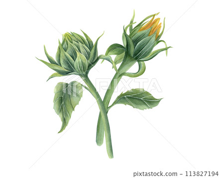 Sunflower Buds. Flowers on stem with green leaves. Beautiful field flowers. Floral composition. Bouquet. Watercolor illustration for wedding design, greeting, invitation 113827194