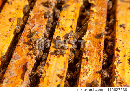 Open hive showing the bees swarming on a honeycomb.. 113827588