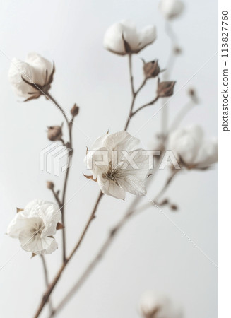 Close Up of Cotton Flowers on Bed 113827760