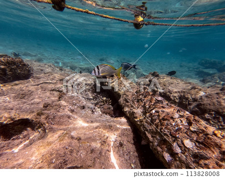 Underwater life of reef with corals and tropical fish. Coral Reef at the Red Sea, Egypt. 113828008