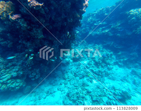 Underwater life of reef with corals and tropical fish. Coral Reef at the Red Sea, Egypt. Underwater life of reef with corals and tropical fish. Coral Reef at the Red Sea, Egypt. 113828009