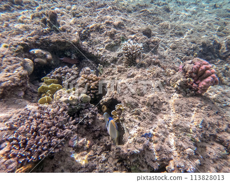 Rhinecanthus assasi fish or Picasso trigger fish on his coral reef in the Red Sea, Egypt. Rhinecanthus assasi fish or Picasso trigger fish on his coral reef in the Red Sea, Egypt. 113828013